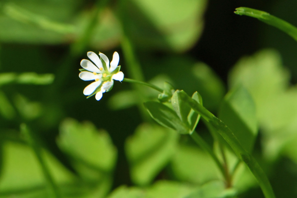 2020年4月14日　撮影