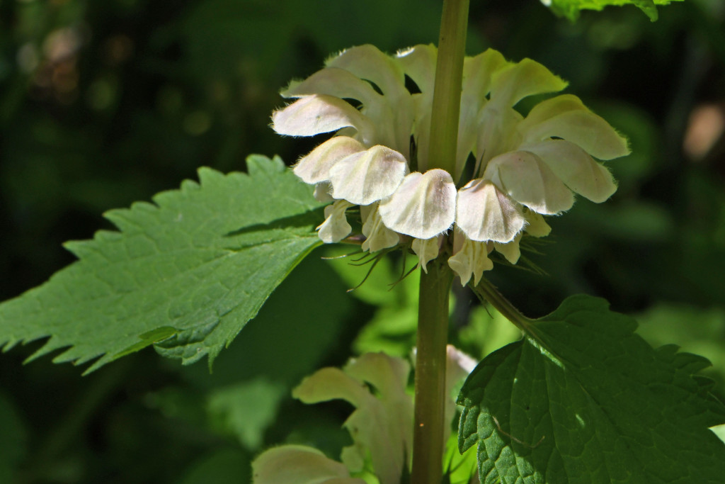 2020年4月14日　撮影