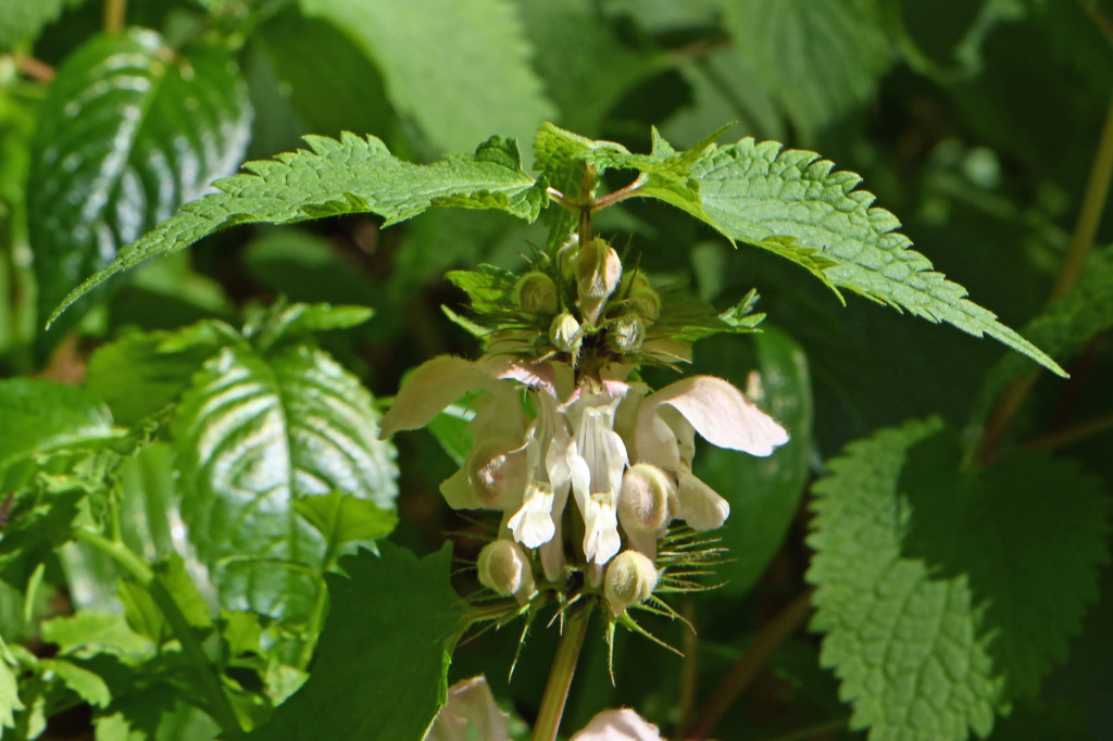 2020年4月14日　撮影