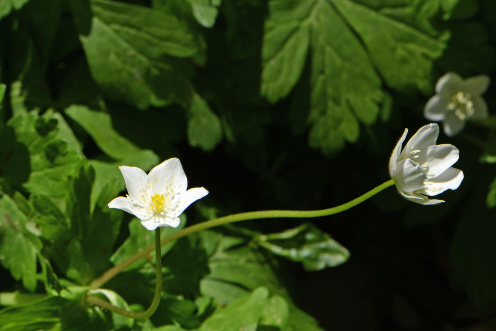 2020年4月14日　撮影