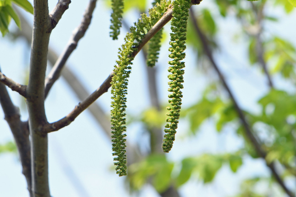 2020年4月17日　撮影 
