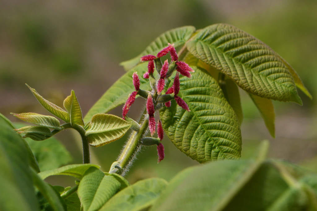 2020年4月17日　撮影