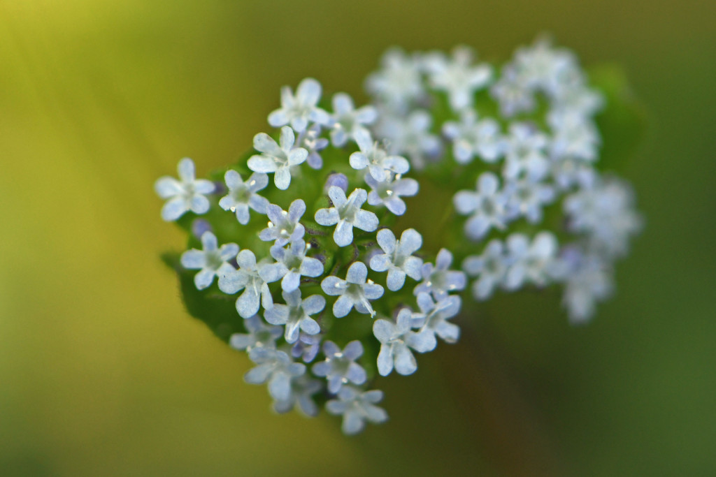 2020年4月17日　撮影