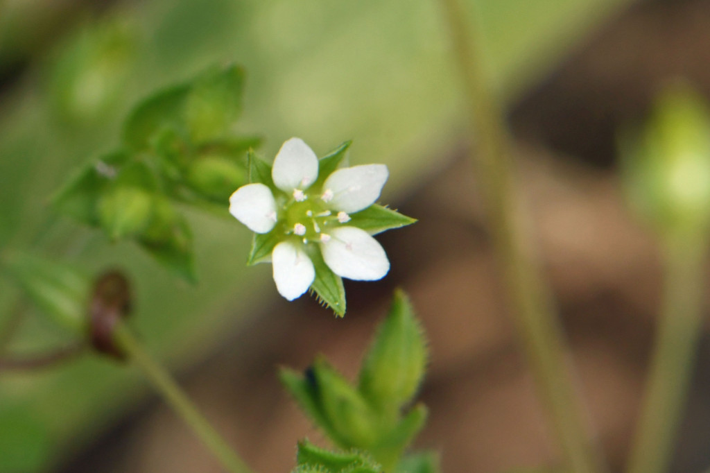 2020年4月17日　撮影
