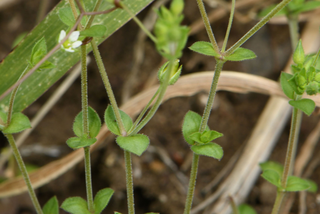 2020年4月17日　撮影