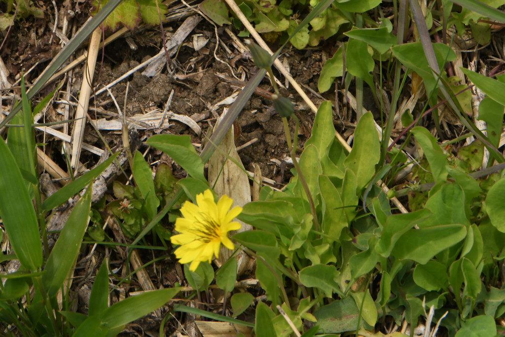 2020年4月17日　撮影