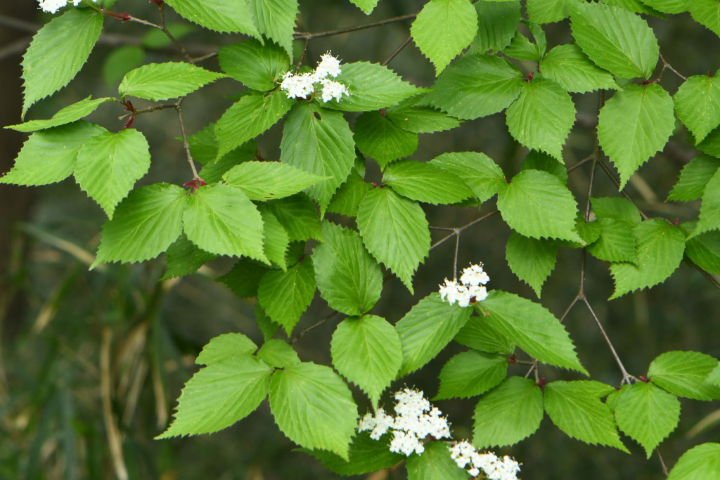 2020年4月17日　撮影