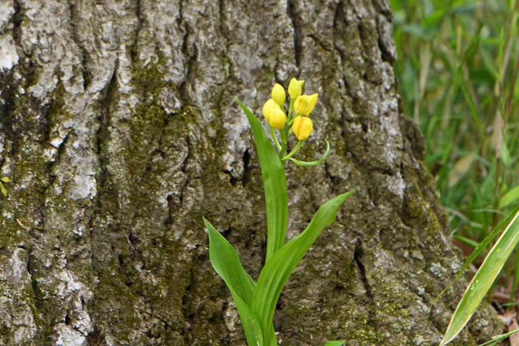 2020年4月17日　撮影