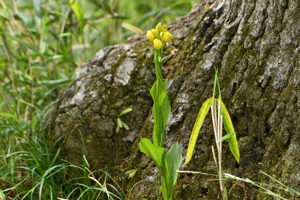2020年4月17日　撮影