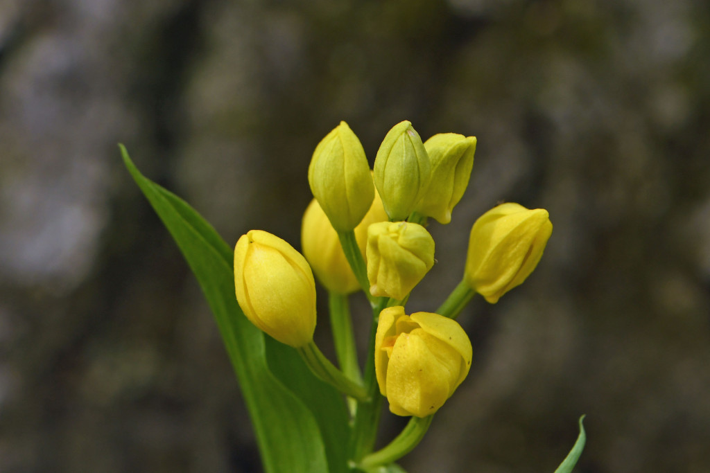 2020年4月17日　撮影
