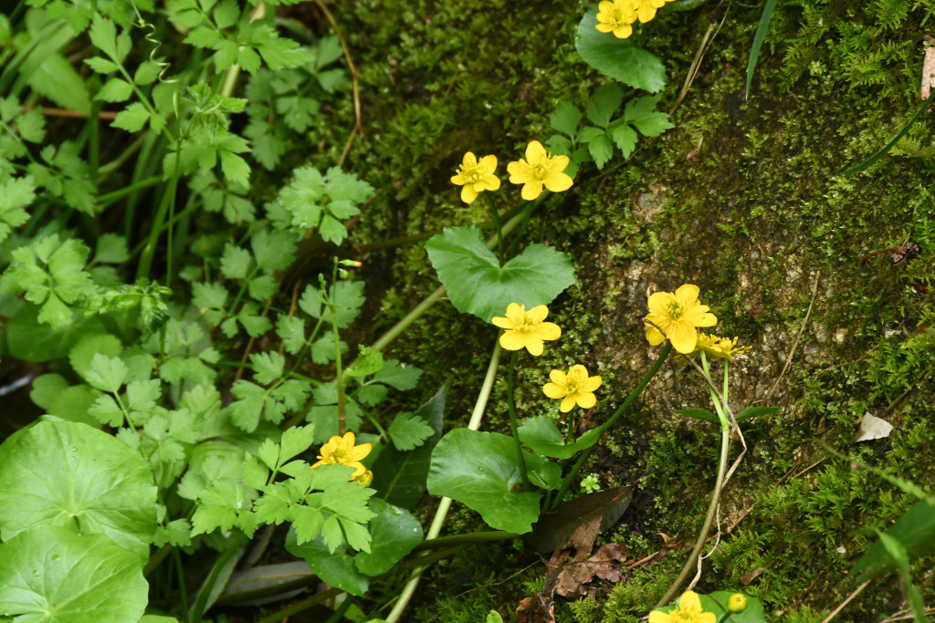 2020年4月21日　撮影 