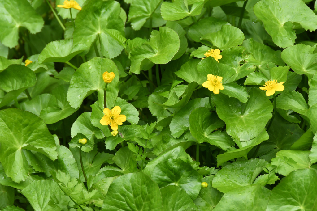 2020年4月21日　撮影 