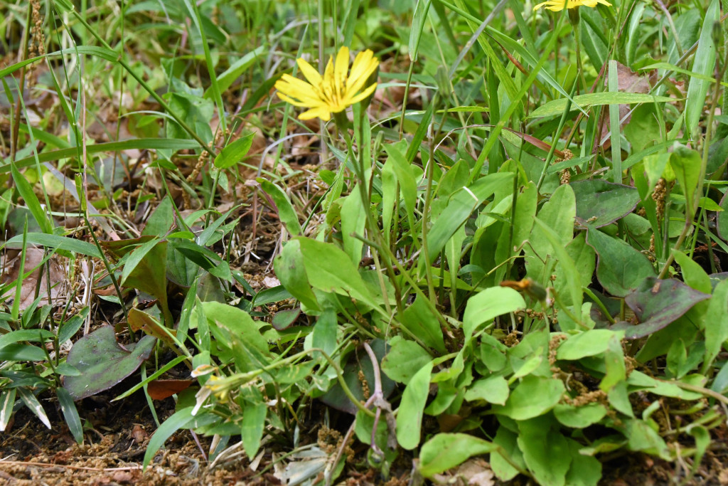 2020年4月22日　撮影