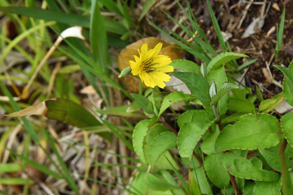2020年4月22日撮影 