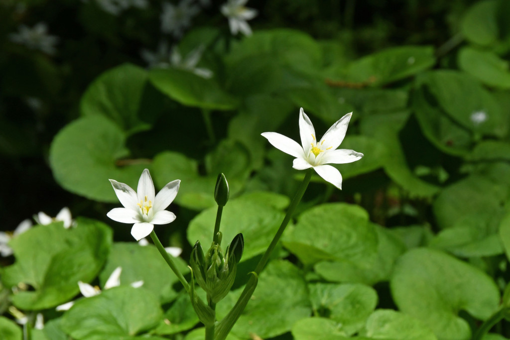 2020年4月26日撮影