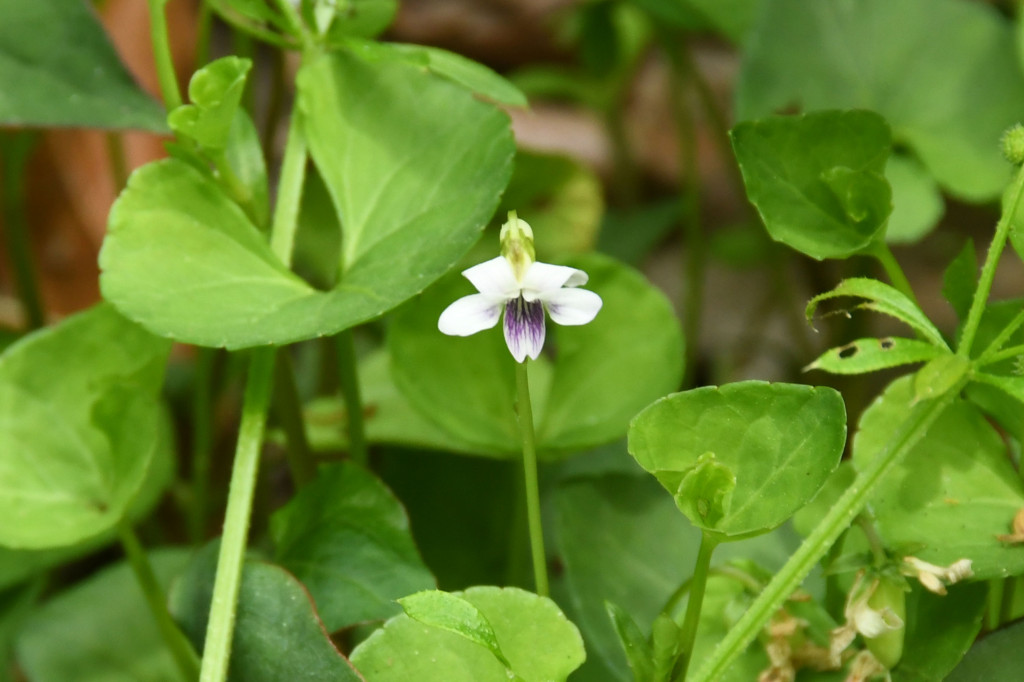 2020年5月3日撮影 