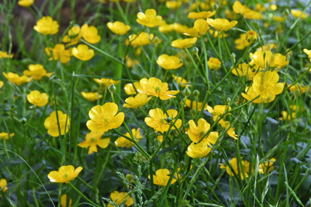 2020年5月5日撮影