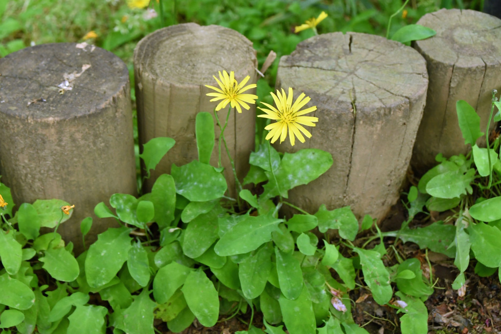 2020年5月5日撮影