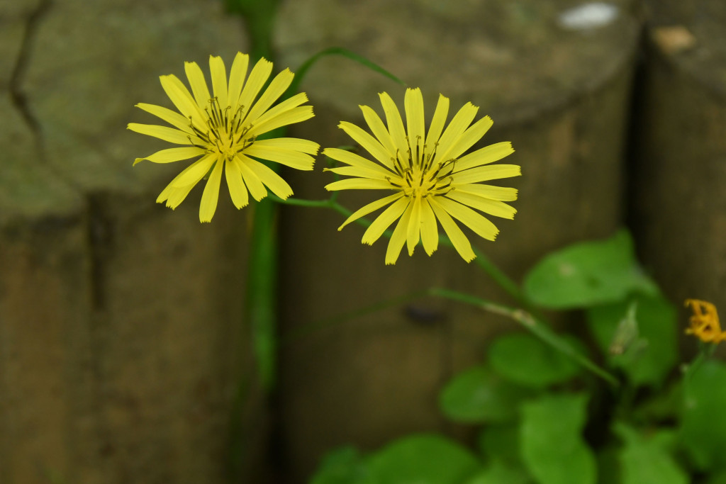 2020年5月5日撮影