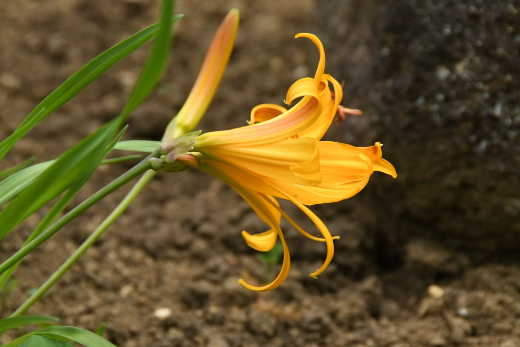 2020年5月5日撮影