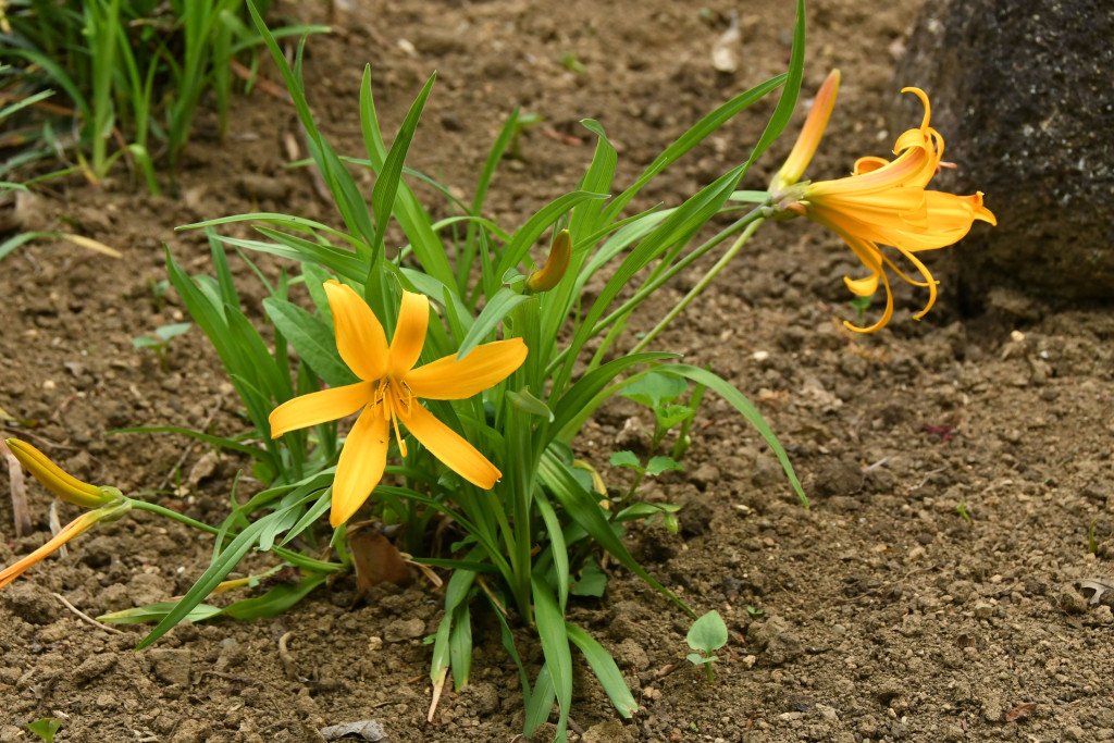 2020年5月5日撮影