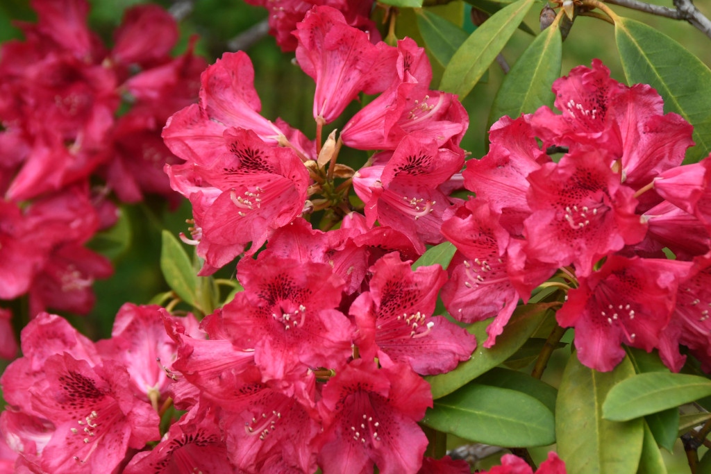 2020年5月5日撮影