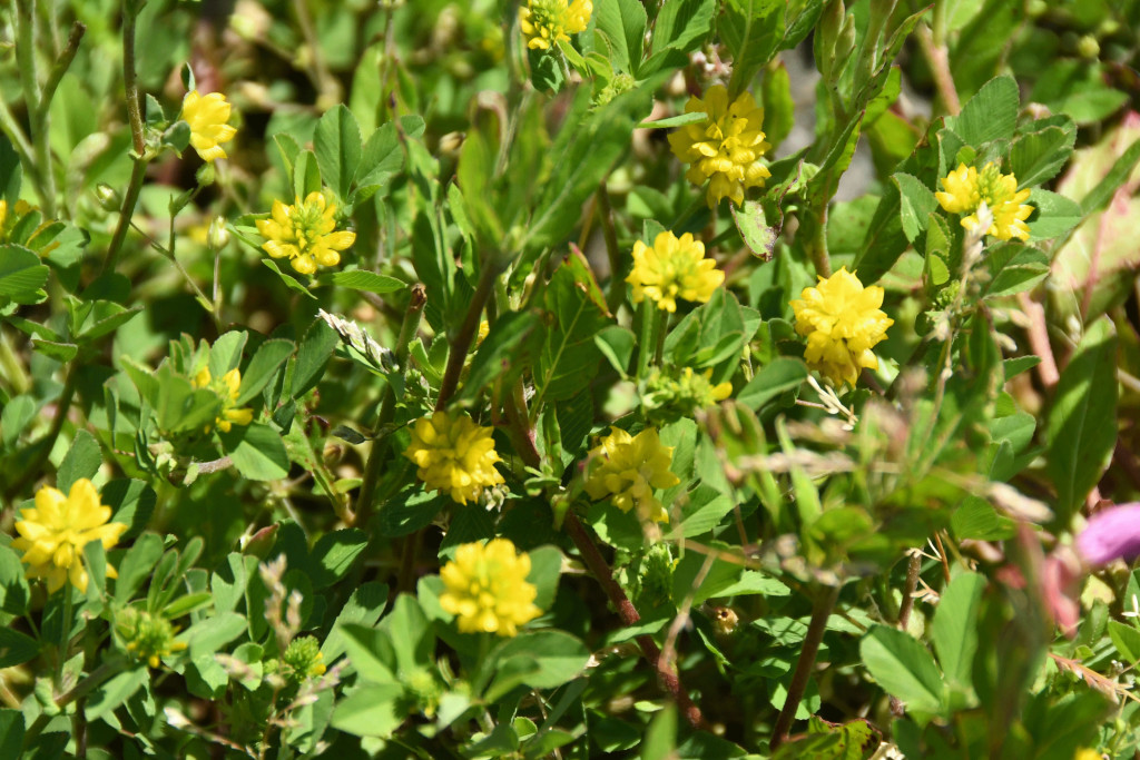 2020年5月7日撮影