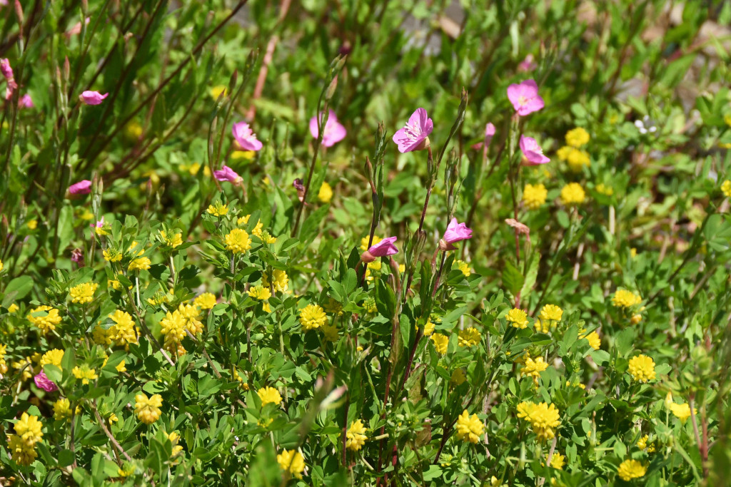 2020年5月7日撮影