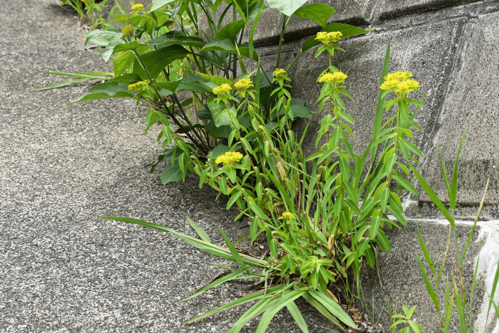 2020年5月9日撮影