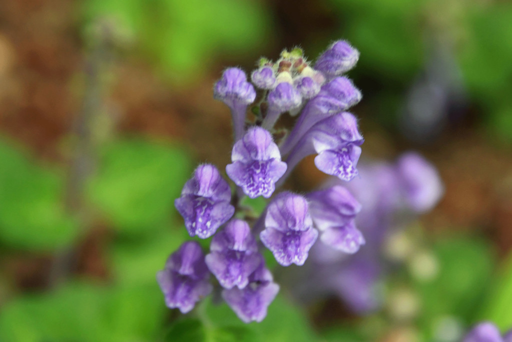 2020年5月9日撮影