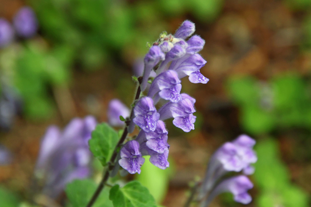 2020年5月9日撮影