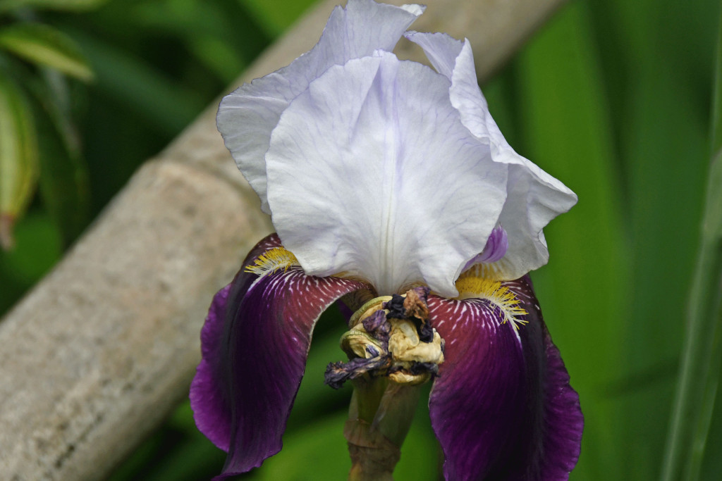 2020年5月9日撮影