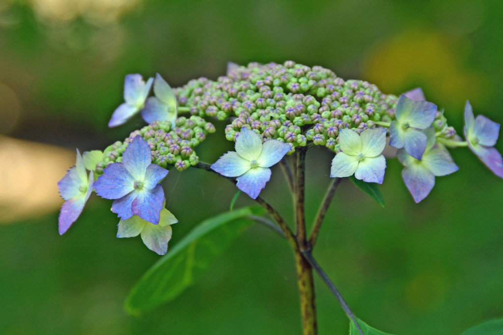 2020年5月14日撮影