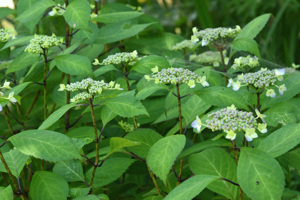 2020年5月14日撮影