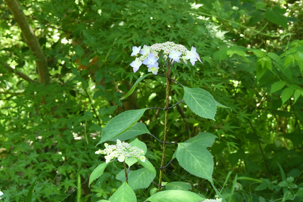 2020年5月14日撮影