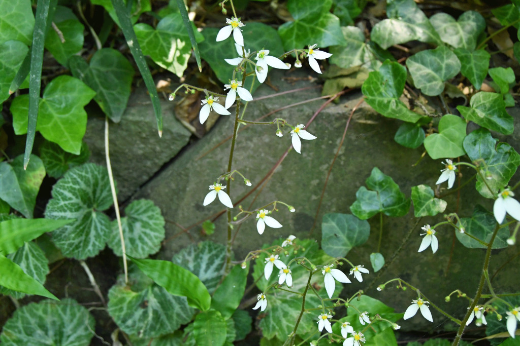 2020年5月14日撮影