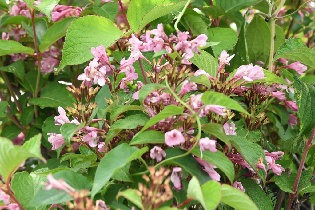 2020年5月14日撮影