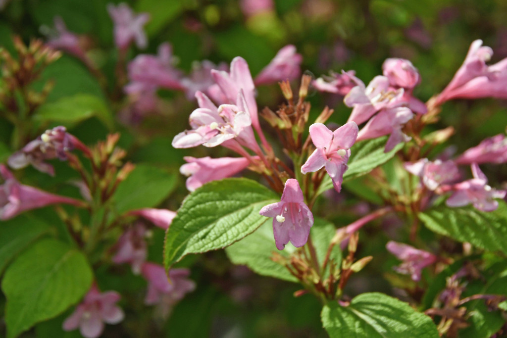 2020年5月14日撮影